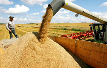 Белорусские аграрии провалили план по урожаю зерна