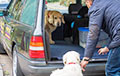 В Минске появилось такси для собак