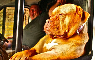 Фотофакт: Крутая собака катается по Лондону в белом фургоне