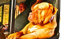 Фотофакт: Крутая собака катается по Лондону в белом фургоне