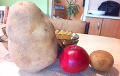 Фотофакт: Житель Польши выкопал к обеду гигантскую картофелину