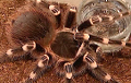 Таможня отправила экзотических пауков в минский зоопарк