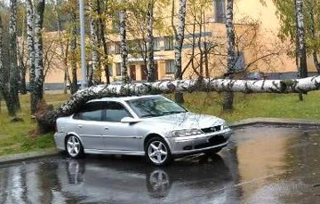 В Минске сильный ветер валил деревья: повреждены несколько машин