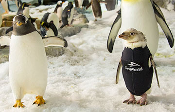 Видеофакт: Пингвину без перьев подарили гидрокостюм