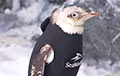 Видеофакт: Пингвину без перьев подарили гидрокостюм