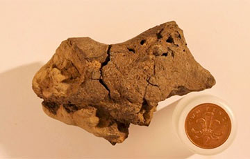 Ученые впервые обнаружили окаменелый мозг динозавра