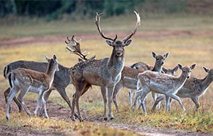 В Витебской области на свободу выпустили 300 ланей