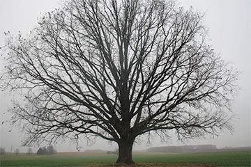 Под Лидой обнаружили могучий дуб в пять обхватов и 200-летние сосны