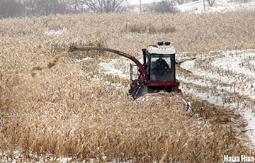 «Творческий» подход: в Вилейском районе комбайны укатали зерно в землю