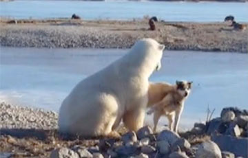 Видеохит: Белый медведь гладит собаку на берегу Гудзонова залива