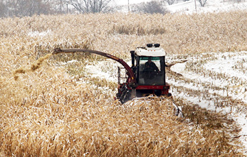 Жителей Вилейки согнали руками собирать кукурузу из-под снега
