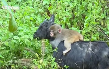 Видеохит: детеныш обезьяны решил прокатиться на козе