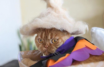 Коты в шапках стали звездами интернета