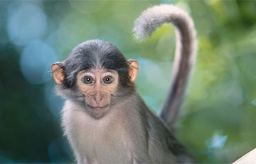 В Индии обезьяна устроила денежный дождь