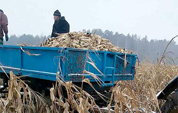 Жыхароў Астраўца прымусілі рукамі збіраць кукурузу з-пад снегу