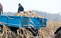 Гектары кукурузы оставили зимовать под снегом на Гомельщине