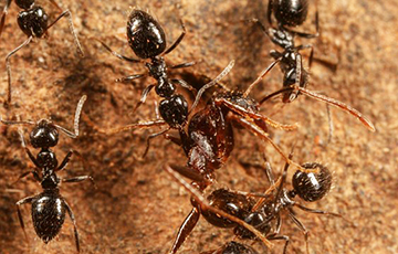 В Эфиопии найдены муравьи, которые могут захватить мир