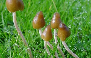 Минчанин выращивал галлюциногенные грибы в диване