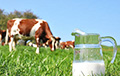 Все молочные предприятия Беларуси будут объединены
