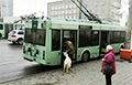 Фотофакт: Минчанин перевозил козу в троллейбусе