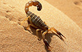 Палеонтологи нашли останки гигантских морских скорпионов