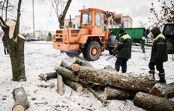 В минском сквере Котовка снова рубят деревья