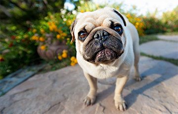 Ученые признали мопсов «необычными собаками»