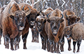 В Беловежской пуще волки напали на зубров