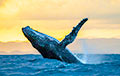 Ученые нашли в Индийском океане новую популяцию синих китов