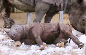 Видеохит: детеныш носорога впервые увидел снег