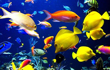 Минсельхозпрод заказал обслуживание аквариума за 1000 евро