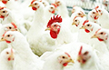 Administration Of Notorious Poultry Plant ‘Khalch’ Gets Nervous About REP Trade Union