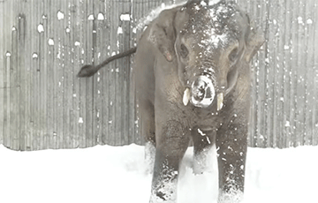 Видеохит: Животные из разных уголков планеты устроили снежное шоу