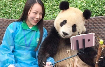 Фотофакт: Панда научилась делать селфи