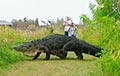 Видеохит: гигантский крокодил поражает своей невозмутимостью