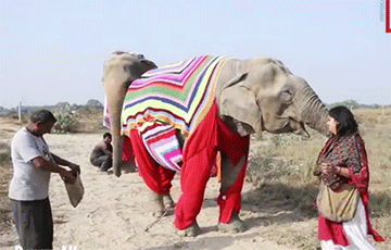Видеохит: Слонам вяжут огромные джемперы, чтобы согреть в холода