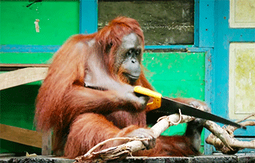 Видеохит: Орангутан научился пользоваться пилой
