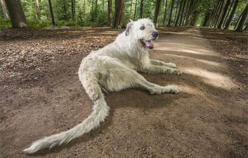 Пес из Бельгии побил мировой рекорд на самый длинный хвост