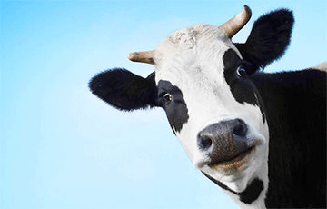 Ученые: Чем меньше коров в мире, тем холоднее