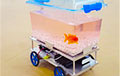Видеохит: Золотая рыбка управляет аквариумом на колесах