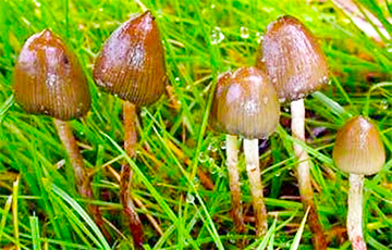 Найдены уникальные грибы, которые создают золото из воздуха