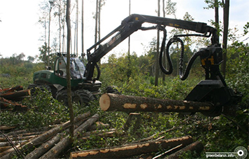 Судьба лесов Беларуси: Рубить как можно больше, даже если некуда продать