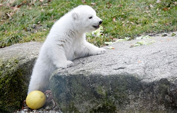 Детеныш белого медведя из Мюнхенского зоопарка стал звездой Сети