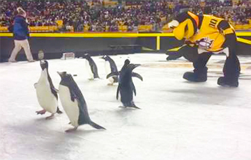 Відэахіт: У матчы НХЛ на лёд выпусцілі пінгвінаў