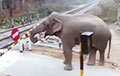 Відэахіт: Слон падняў шлагбаум, каб перайсці чыгунку