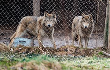 Биолог построил на краю Беларуси агроусадьбу с волками