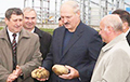 Как Лукашенко учил банкира Румаса «картошку перебирать»