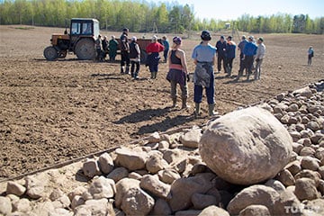 Улады прапанавалі беларусам збіраць камяні на палях