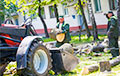 Минчане борются за деревья на улице Центральной