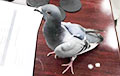 В Кувейте поймали голубя с крошечным рюкзаком за спиной